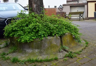 Ein Baum steht gegenüber des Apfelweinbrunnens in einer kleinen betonierten Fassung