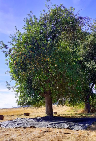 Apfelbaum