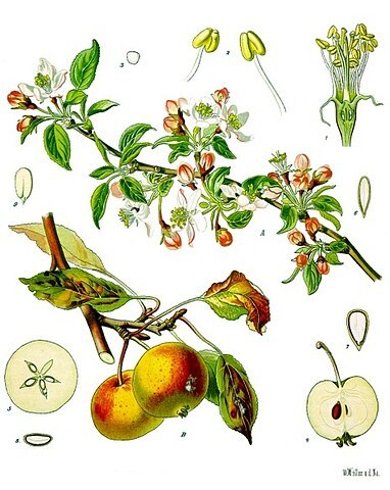 Botanische Illustration Apfelbaum