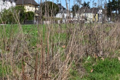 Abgestorbene Pflanzenreste auf dem Blühstreifen