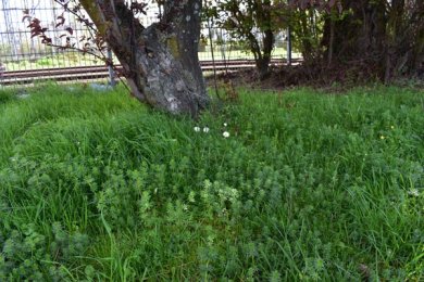 Labkraut auf der Wiese nahe den Bahnschienen.
