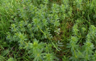 Labkraut auf der Wiese