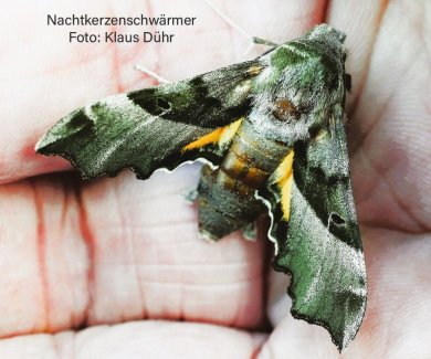 Nachtkerzenschwärmer 