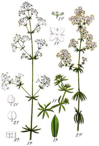 Botanische Illustration des Wiesenlabkrauts