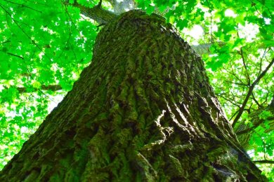 Breiter Stamm einer sehr großen Eiche