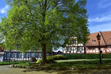 Lindenbaum vor der Sankt Ursula Kirche