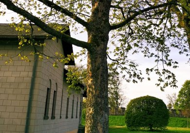 Gebäude der Saalburg mit einem Lindenbaum im Vordergrund