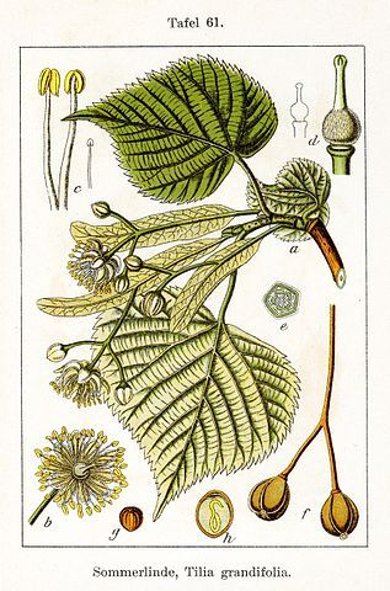 Botanische Illustration Sommerlinde