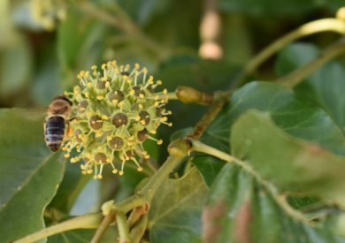 Eine Biene an einer Efeublüte