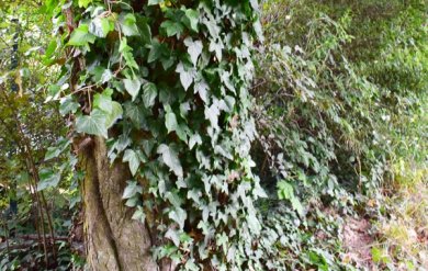 Efeu rankt um einen Baum