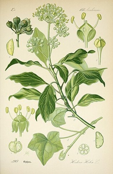 Botanische Illustration Efeu