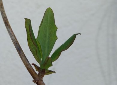 Kleines Geißblatt-Blatt