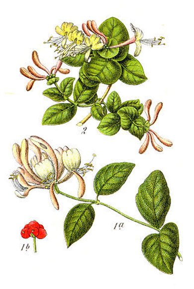 Botanische Illustration des Waldgeißblattes