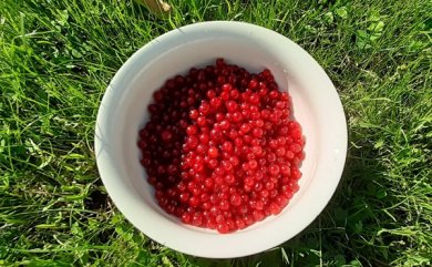 geerntete rote Johannisbeeren in einer weißen Schale auf einer grünen Wiese