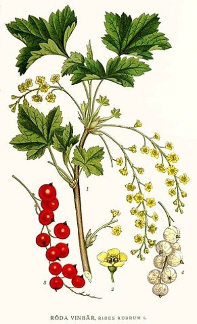 Botanische Illustration der roten Johannisbeere