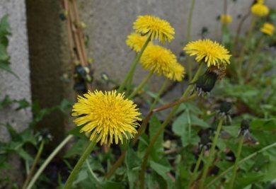 Löwenzahnblüte an einer Mauer