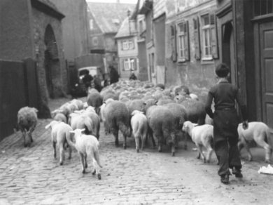 Eine Schafherde läuft durch die Hospitalstraße