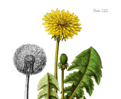 Botanische Illustration des Löwenzahns
