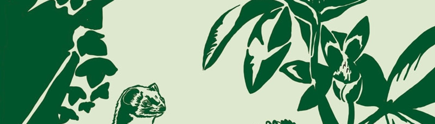 Drei Weiderich-Arten - Ausschnitt von Stromkastenbild