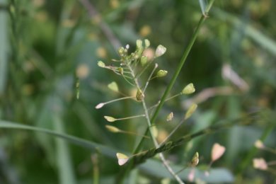 Hirtentäschelkraut mit herzförmigen Samenständen