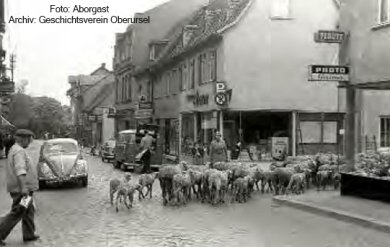 Ein Hirte mit Schafherde läuft durch die Vorstadt. Dort stehen auch VW-Käfer Autos