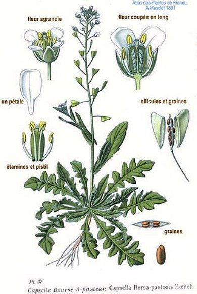 Botanische Illustration des Hirtentäschelkrautes