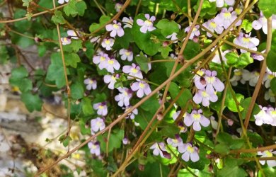 Winzige Blüten des Mauerblümchens an einer Mauer
