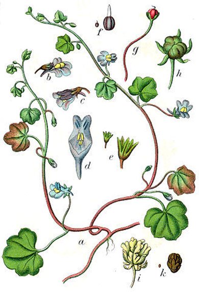 Botanische Illustration des Zimbelkrautes, welches auch Mauerblümchen genannt wird.