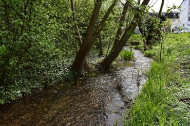 Bachlauf mit Bäumen neben dem Rathausgebäude