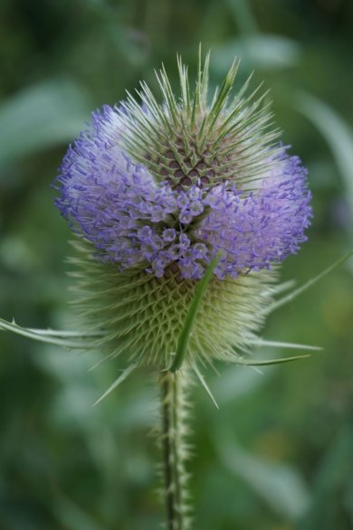 Lila blühende Wilde Karde