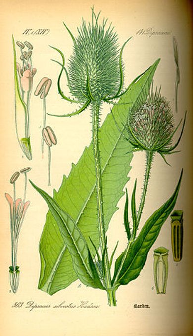Botanische Illustration der Wilden Karde