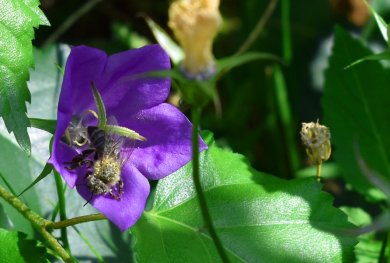 Glockenblumen-Blüte mit Biene