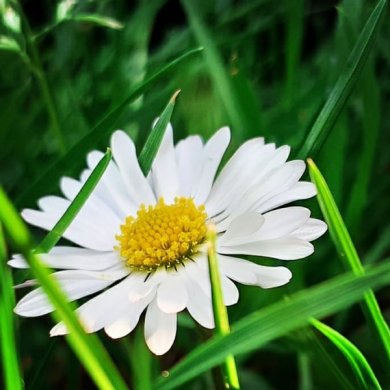Gänseblümchen auf grüner Wiese