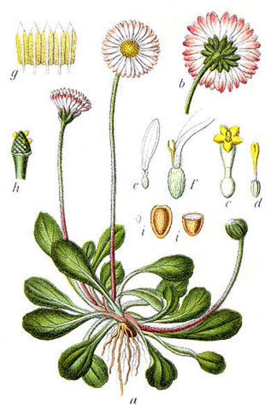 Botanische Illustration des Gänseblümchens