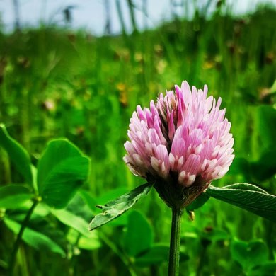 Rotklee-Blüte auf grüner Wiese