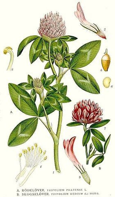 Botanische Illustration des Rotklees