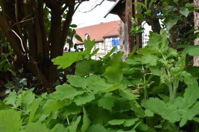 Blätter des Schöllkrauts hinter dem Schäferbrunnen