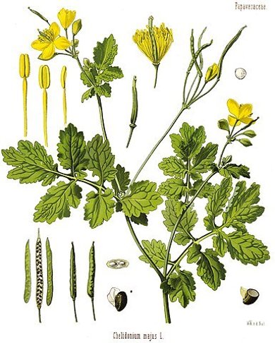 Botanische Illustration des Schöllkrauts