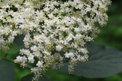 Kleine Holunderblüten in Nahaufnahme