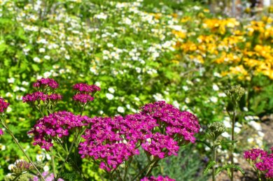Insektenwiese mit vielen verschiedenen Wildstauden