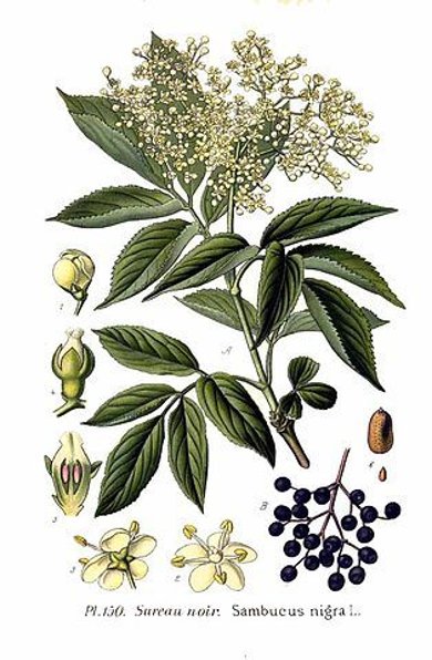 Botanische Illustration Schwarzer Holunder
