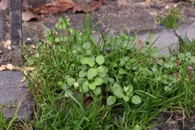 Blühende Vogelmiere in Pflasterritzen