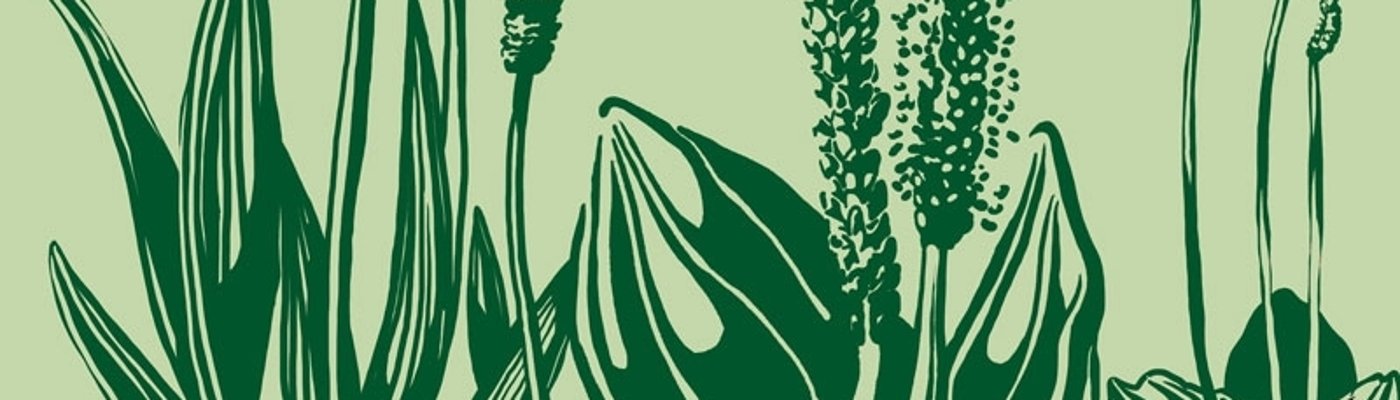Drei Weiderich-Arten - Ausschnitt von Stromkastenbild