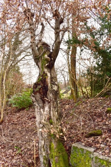 Einzelne Hainbuche, die ein bisschen aussieht wie ein Mensch