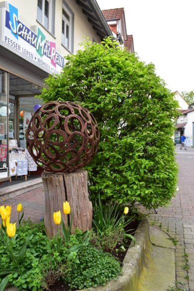 Strauchartige Hainbuche, die vor dem Geschäft in der Unteren Hainstraße wächst.