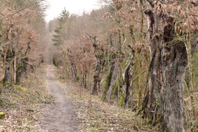 Hainbuchenallee Kransberg