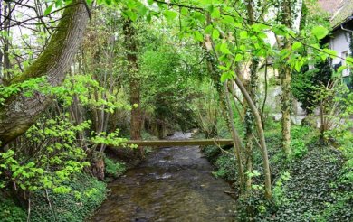 Blick auf den Urselbach in der Neutorallee. Die Uferränder sind mit Bäumen bewachsen