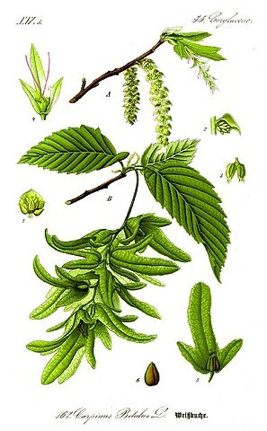Botanische Illustration Hainbuche