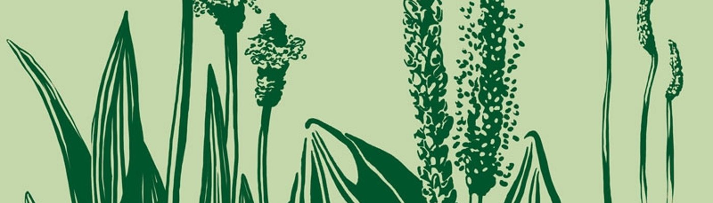 Drei Weiderich-Arten - Ausschnitt von Stromkastenbild
