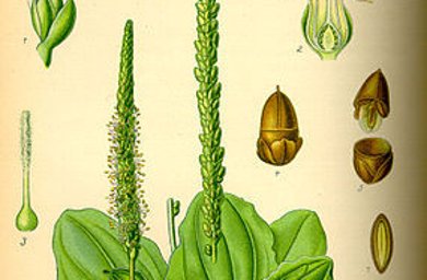Botanische Illustration des Wegerichs